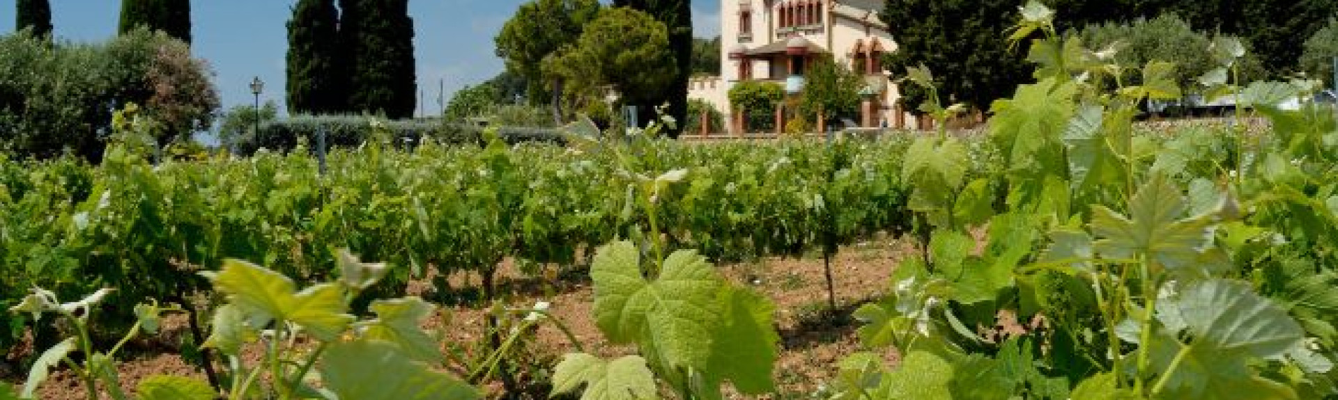croppedimage680368 SpanishWine v2