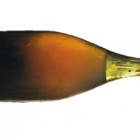 croppedimage680368 YellowWine 2 v2