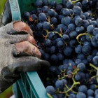 croppedimage680368 grapes2