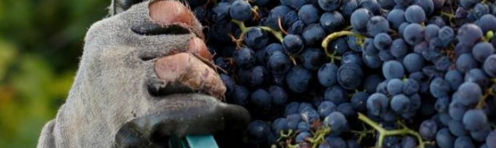 croppedimage680368 grapes2 v2