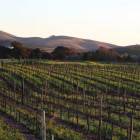 croppedimage680368 napa 24255491280 v2