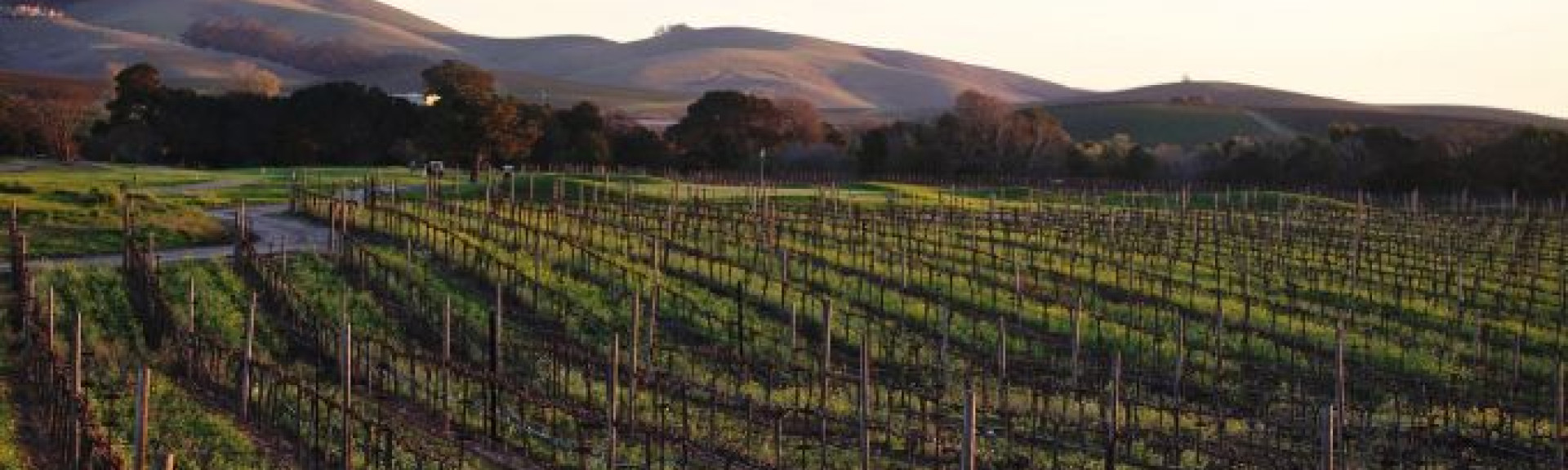 croppedimage680368 napa 24255491280 v2