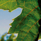 croppedimage730400 Grapeleaf v2