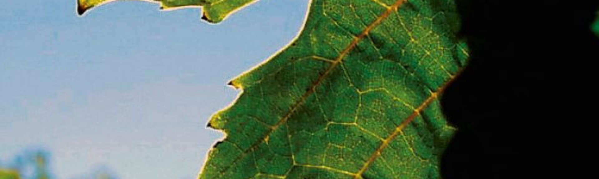 croppedimage730400 Grapeleaf v2