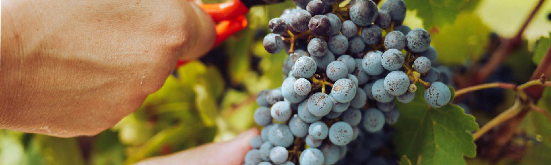 What happens during the grape harvest? | Cult Wines