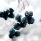 icewin