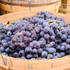ripe grapes Blog thumbnail 1 v2