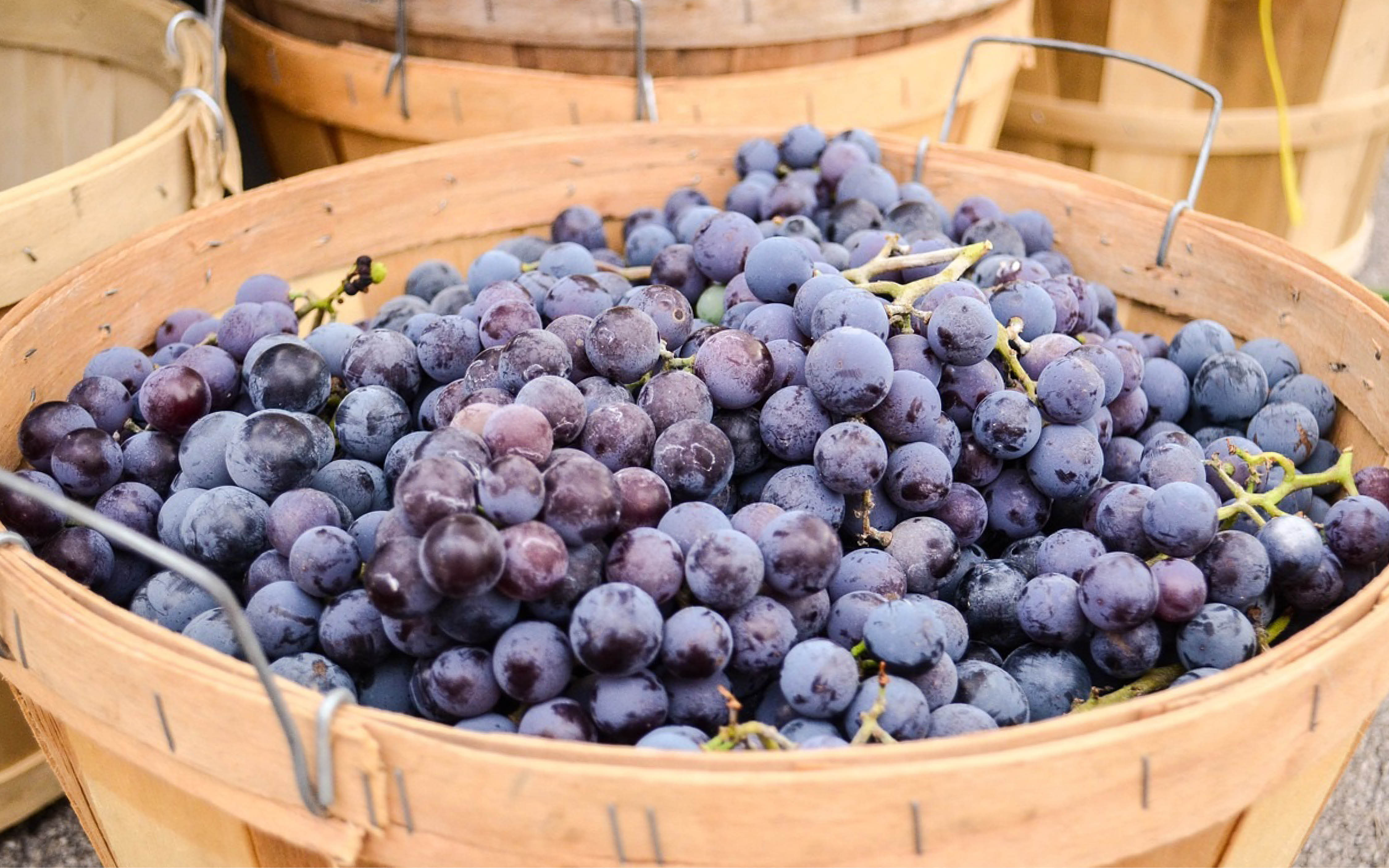 How do winemakers know when grapes are ready to harvest? Cult Wines