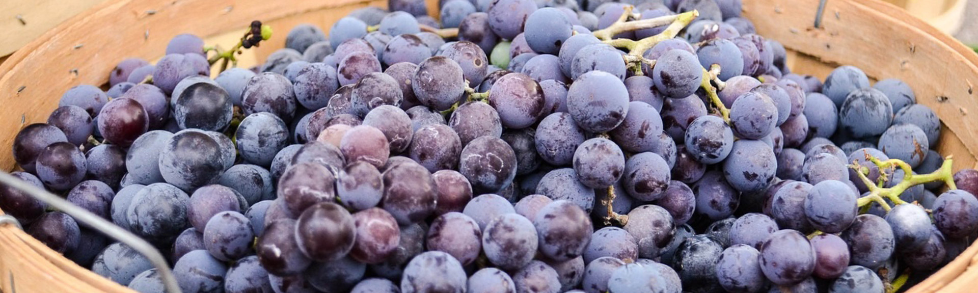 ripe grapes blog template header