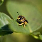 wasp matt quinn 32109 unsplash v2