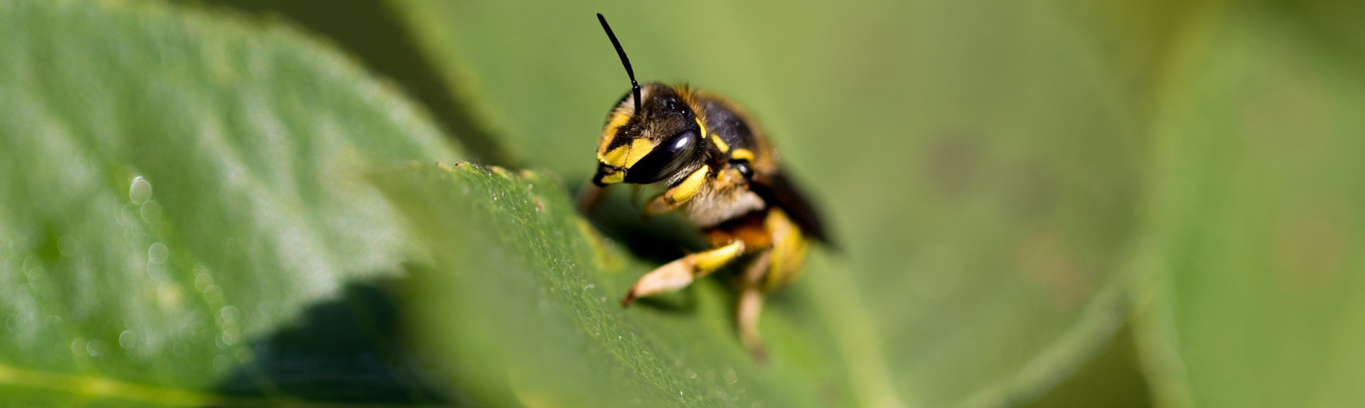 wasp matt quinn 32109 unsplash v2