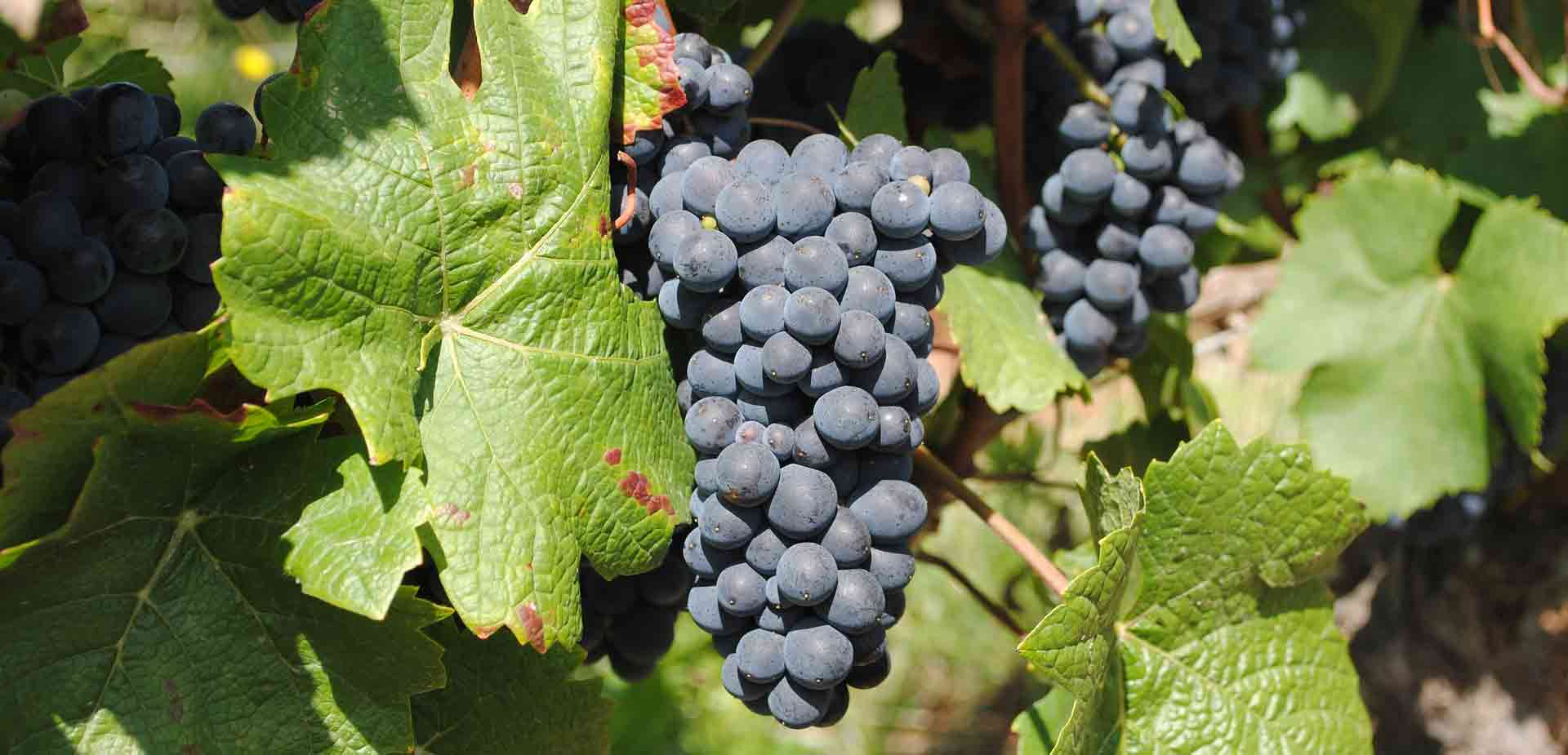 Six things you might not know about winemaking in Burgundy