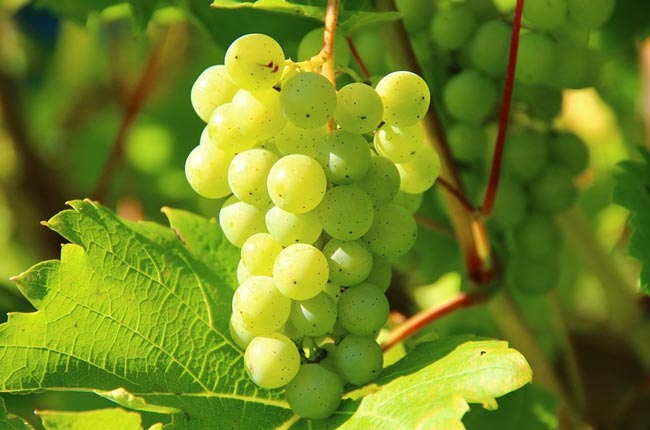 UK wine industry could create 30,000 new jobs